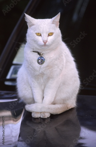 Photo: White cat with charm collar White cat with charm collar