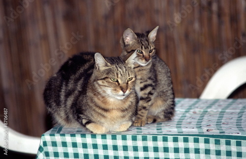 Photo: Cat with kitten on table Cat with kitten on table