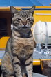 Tabby cat sitting at port