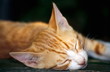 Closeup of cat sleeping