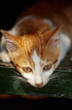 Closeup of cat