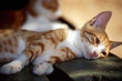 Cat lying down