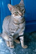 Cat in front of door