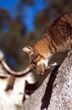 Cat with bird in its mouth