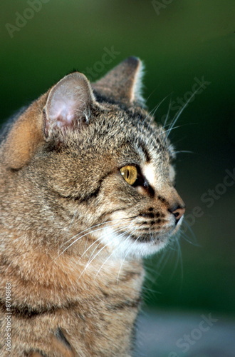 Photo: Closeup of cat Closeup of cat