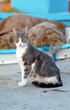 Cat sitting at port