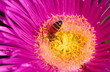 Pink flower with bee