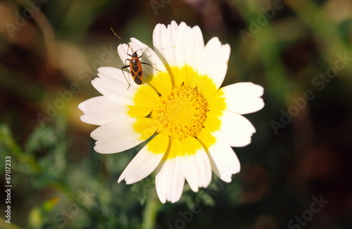 Photo: Crown daisy Crown daisy