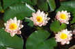 White water lilies
