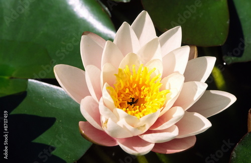 Photo: White water lily White water lily