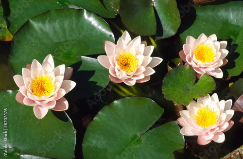 Photo: White water lilies White water lilies