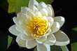 White water lily
