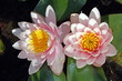 White water lilies