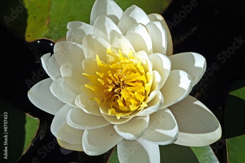 Photo: White water lily White water lily