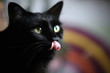 Closeup of cat licking its lips