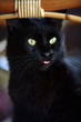 Closeup of cat with tongue sticking out