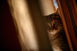Closeup of cat peeking around door