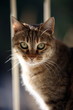 Closeup of cat
