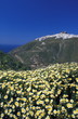 Mountain village with daisies in foreground