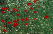 Poppies in a field
