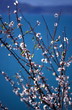 Blooming branch