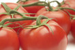 Tomatoes on stem, close-up, studio shot