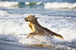 Golden Retriever Golden Retriever