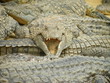 crocodiles