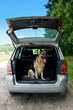 Traveling Dog