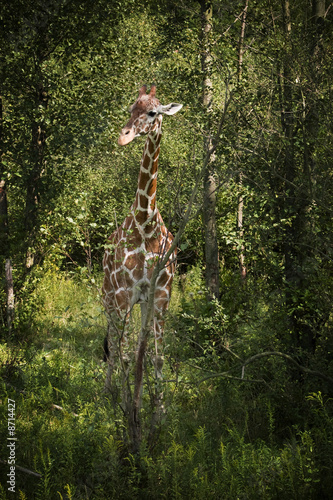 Camouflage Giraffe