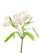 Alstroemeria flowers