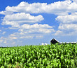 Rural landscape Rural landscape