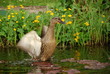Austria, Countryside: Duck Flapping Wings