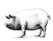 Piggy
