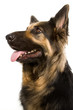 Detalii fotografie Poliţia germană Shepherd