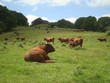 Vaches et taureau.