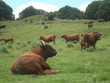 Troupeau de vaches.
