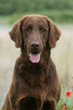 flat coated retriever