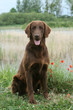 flat coated retriever