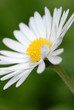 Blume Detail