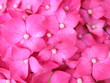 hortensia