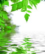 Pfanze über dem Wasser