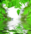 Pflanze über dem Wasser, Hintergrund