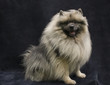 Keeshond portrait