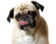 Hungry Pug Hungry Pug