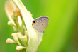 butterfly on a leaf