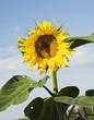 a sunflower