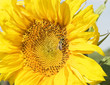 bee and sunflower