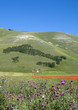 Italia a Castelluccio