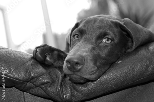 Doberman Weimaraner